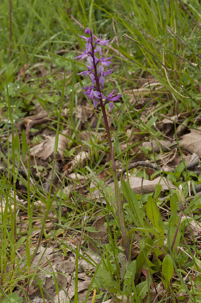 Colline Lucchesi - Orchis mascula subsp. speciosa